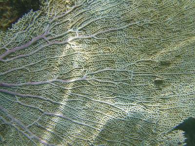 Akumal，墨西哥夏季/水下海扇