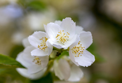 美丽的茉莉花枝在花园里
