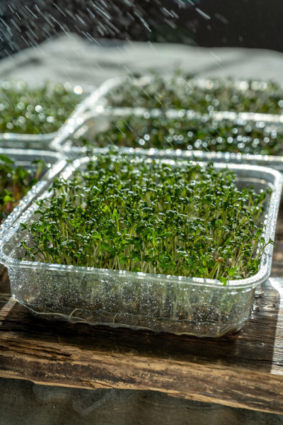 Microgreen背景。发芽豆瓣菜芽。城市园艺。有机素食食品。浇水,喷涂。日益增长的在家里。种植和
