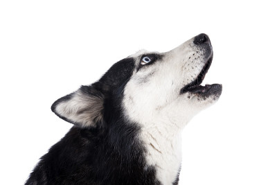西伯利亚雪橇犬咆哮