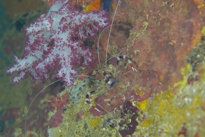Famous wreck ship Fujikawa maru in Truk lagoon