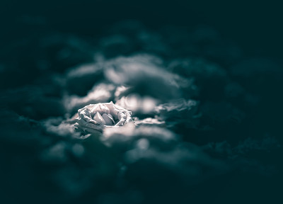玫瑰，背景或纹理