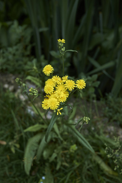Crepis capillaris