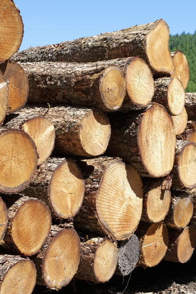 砍伐的原木用于家庭壁炉，储存在森林林木绿色生物质能