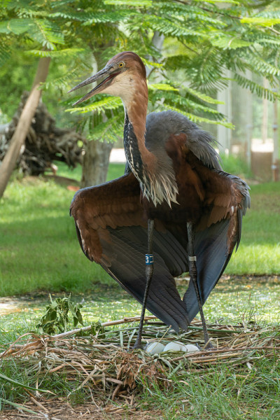 一只歌利亚苍鹭(Ardea Goliath)，也被称为站在蛋和巢的巨型苍鹭
