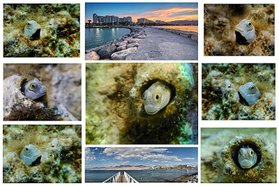 Collage of Red Sea landscapes and a small coral fi