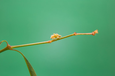 胭脂虫红。