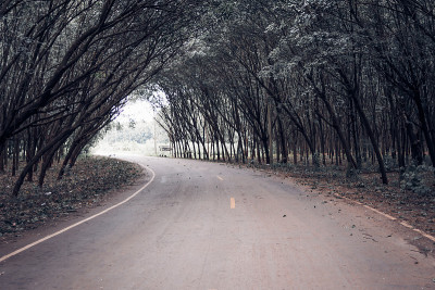 有树木隧道的道路