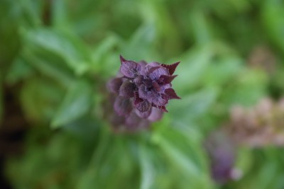 紫花配白花