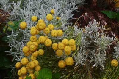 棉花薰衣草