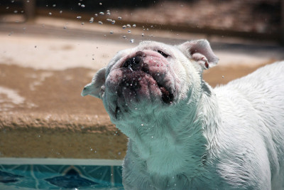 斗牛犬抖掉水