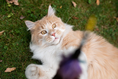 猫在户外