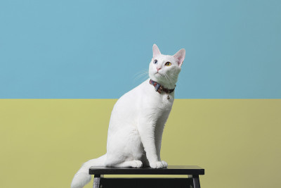 白色的猫