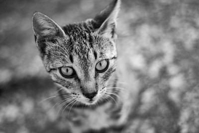 聚焦虎斑猫肖像