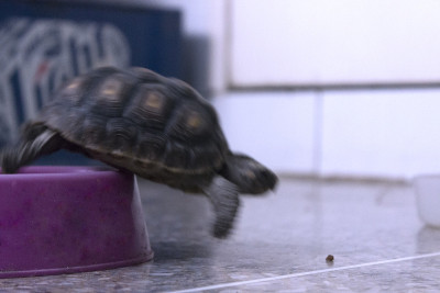 龟宝宝偷猫食