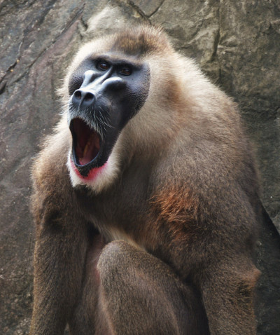 狒狒(Papio Hamadryas)
