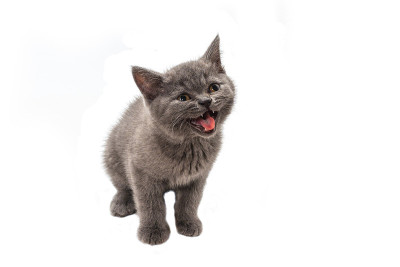 英国短毛小猫看着孤立的白色