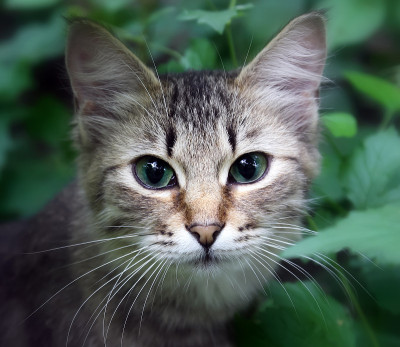 草丛中的猫