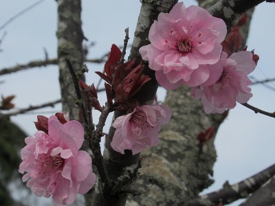 2019年春天，美丽的樱花在温哥华绽放