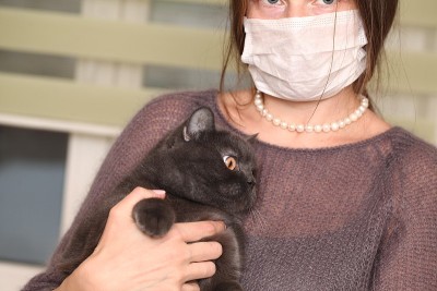 女孩戴着医用口罩，手里拿着英国猫品种。预防猫感染弓形虫。