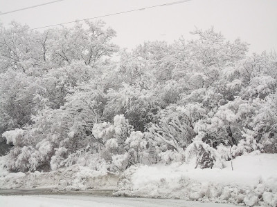 雪在树上
