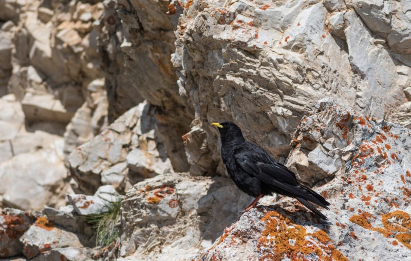 阿尔卑斯chough, pyrrhoax graculus