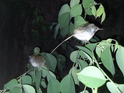 常见的缝匠鸟(Orthotomus sutorius)是一种在亚洲热带地区发现的鸣禽。