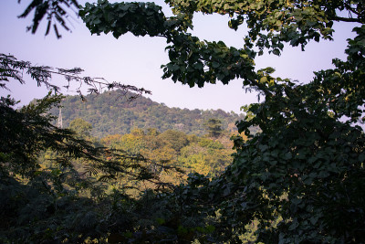 树丛间远处的一座小山