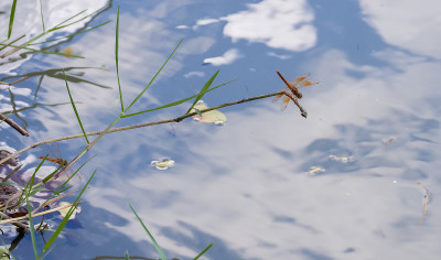 蜻蜓和草