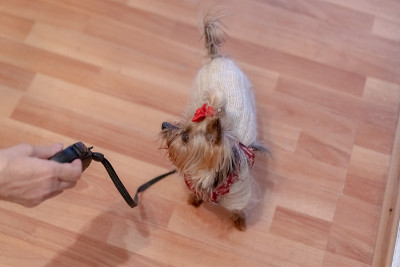 散步时，约克郡犬穿上衣服