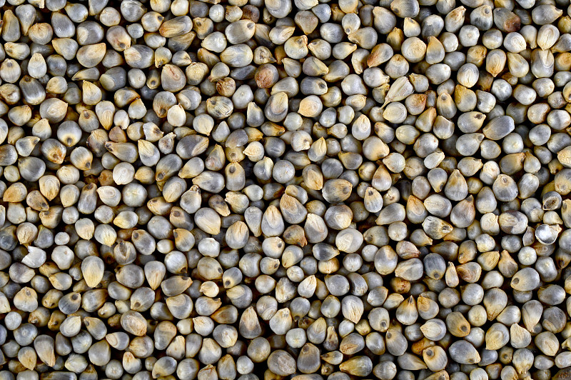 珍珠粟(Bajra)为背景。关闭了。