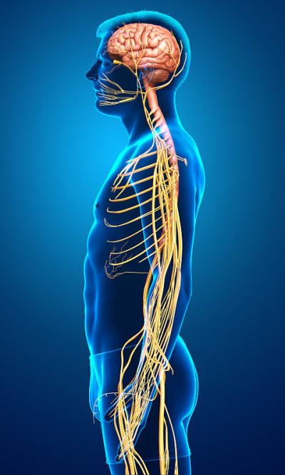 3d rendered medically accurate illustration of a m