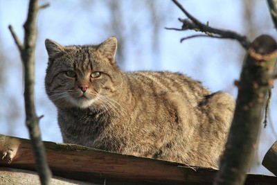欧洲野猫