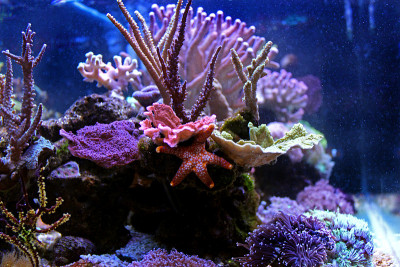 来自水族馆里的海星