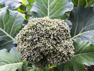 在菜园中生长的西兰花。西兰花卷心菜