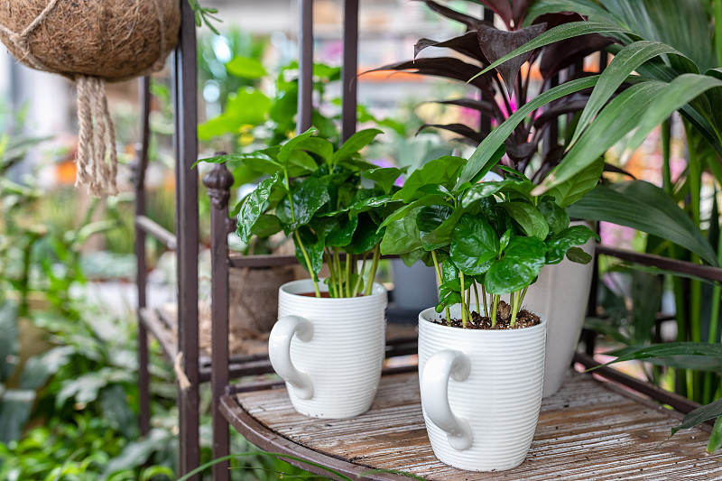 小室内植物在一个创意的茶杯壶