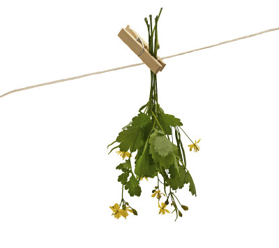 白屈菜草药孤立