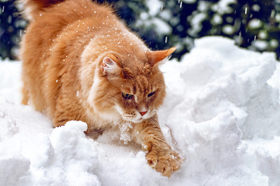 美丽的姜缅因猫在雪地上，下雪的冬天