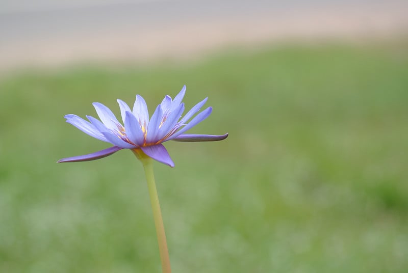 绿草背景上的蓝莲花