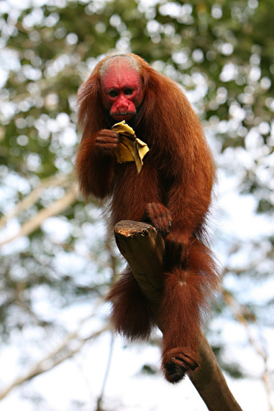 秃Uakari