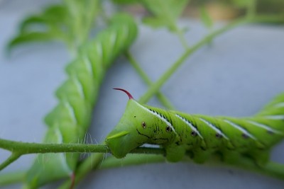 西红柿角虫毛虫的角