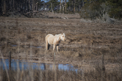 Chincoteague