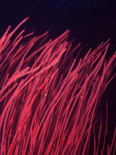 鞭珊瑚(Leptogorgia virgulata)在布肯岛，北苏拉威西，印度尼西亚