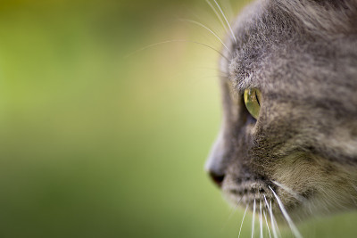 一只灰猫的眼睛。