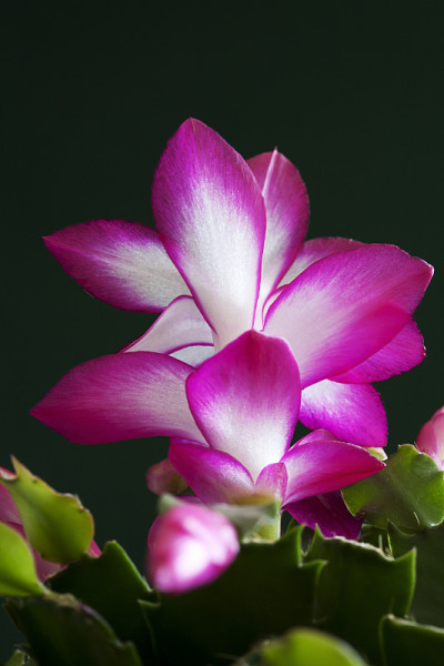 特写的圣诞仙人掌花