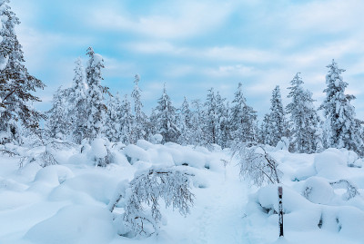 在芬兰的拉普兰，冬天的雪景和冰冻的树木