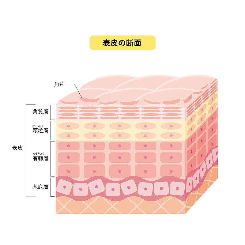 健康皮肤表皮皮肤结构皮肤图美容学