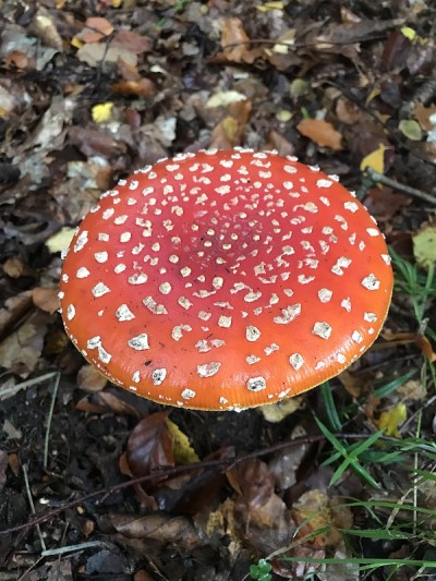 蘑菇