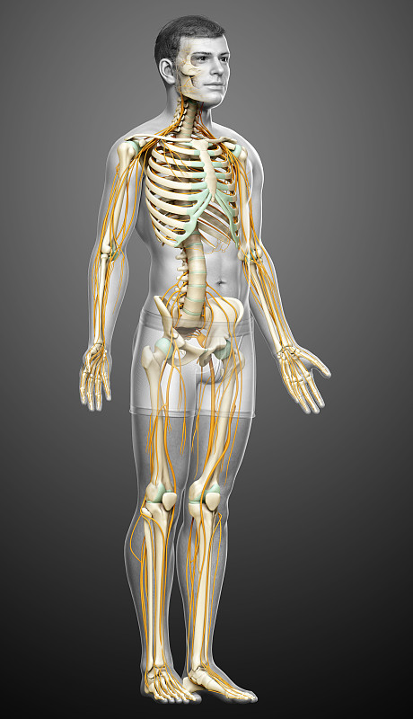 3d渲染医学上精确的神经系统和骨骼系统的插图