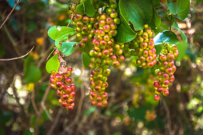Smilax aspera,